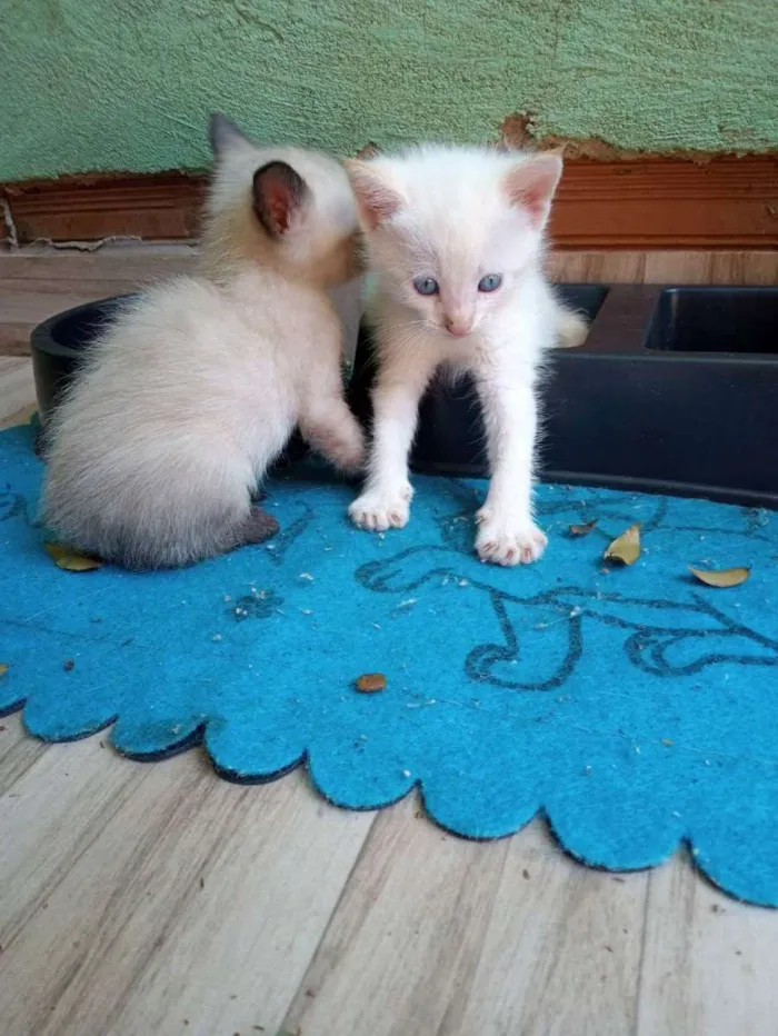 Gato ra a SRD idade 2 a 6 meses nome SEM NOME DEFINIDO 