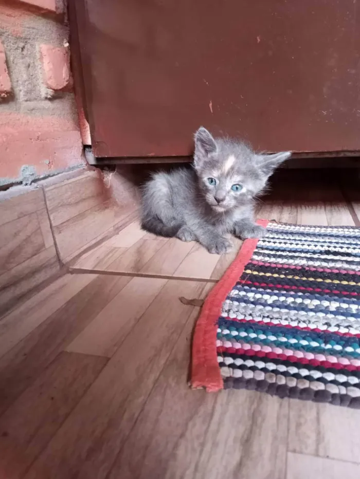 Gato ra a SRD idade 2 a 6 meses nome SEM NOME DEFINIDO 