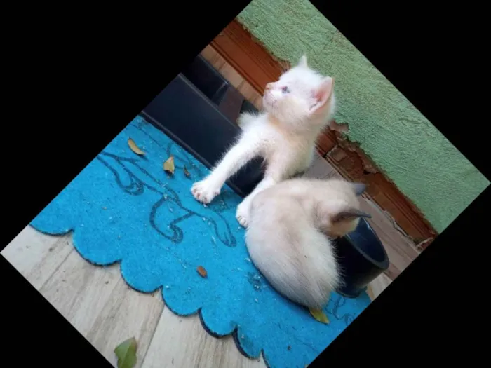 Gato ra a SRD idade 2 a 6 meses nome SEM NOME DEFINIDO 