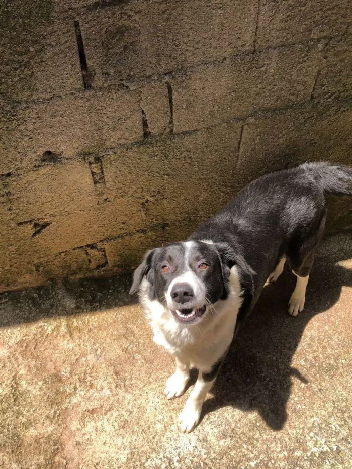 Cachorro ra a  idade 2 anos nome Bolota 