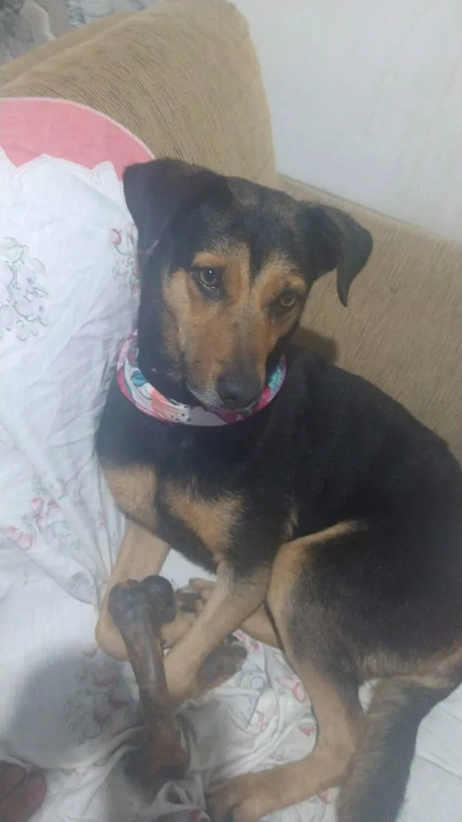 Cachorro ra a Sem raça definida  idade 6 ou mais anos nome Flor de Lis