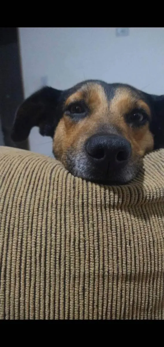 Cachorro ra a Sem raça definida  idade 6 ou mais anos nome Flor de Lis