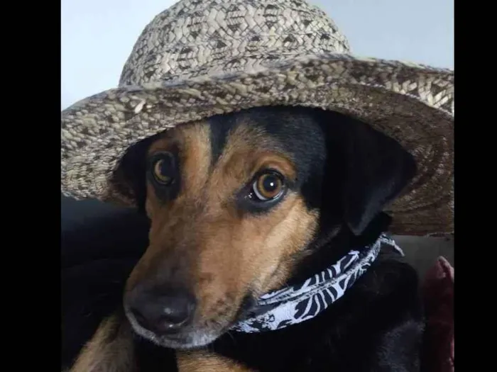 Cachorro ra a Sem raça definida  idade 6 ou mais anos nome Flor de Lis