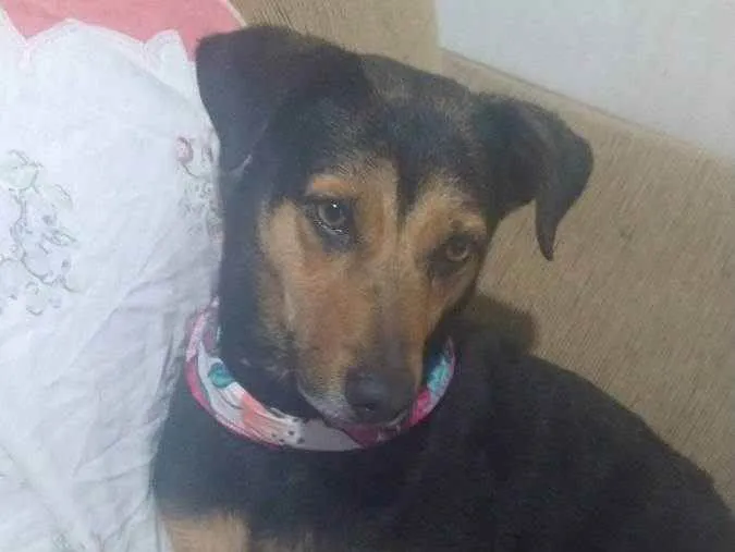 Cachorro ra a Sem raça definida  idade 6 ou mais anos nome Flor de Lis