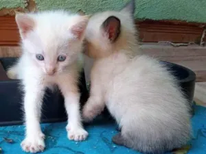 Gato raça SRD idade 2 a 6 meses nome SEM NOME DEFINIDO 