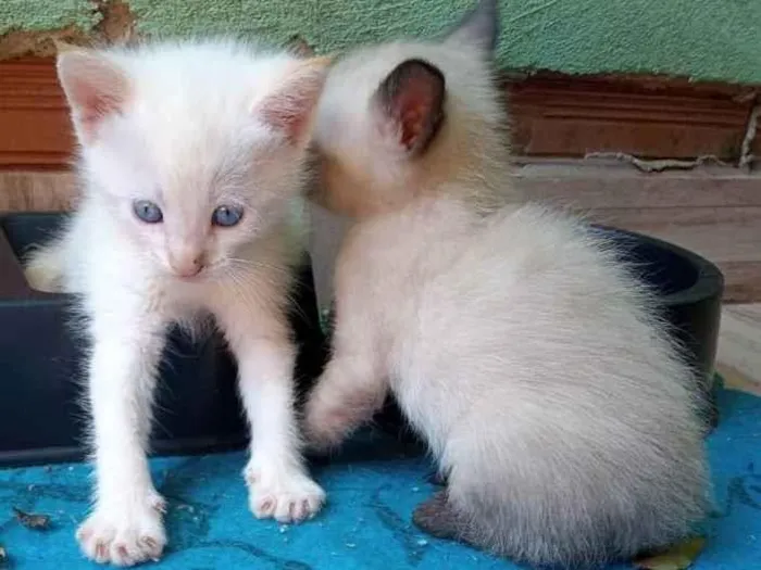Gato ra a SRD idade 2 a 6 meses nome SEM NOME DEFINIDO 