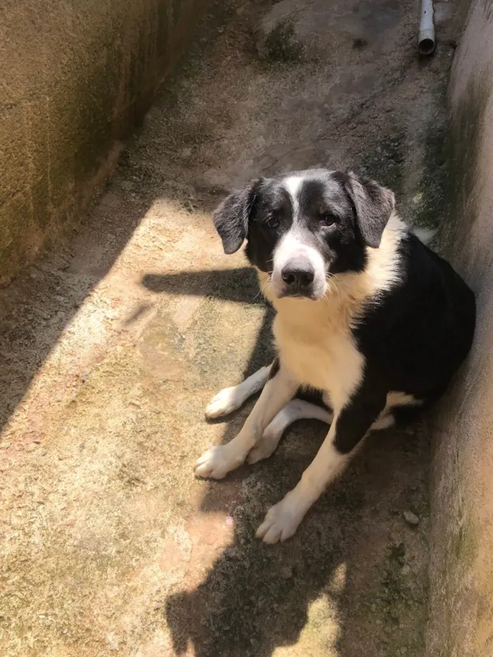 Cachorro ra a  idade 2 anos nome Bolota 