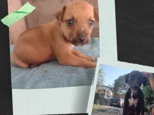 Cachorro raça Misturado  idade Abaixo de 2 meses nome Não tem 