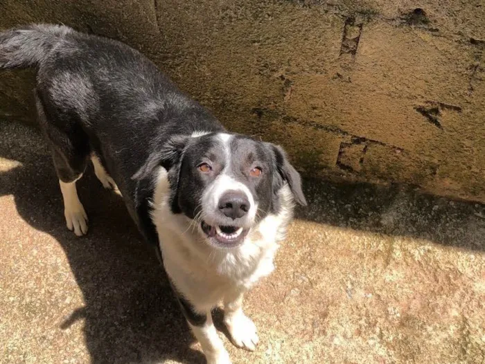 Cachorro ra a  idade 2 anos nome Bolota 