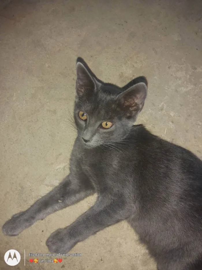 Gato ra a Não sei idade 2 a 6 meses nome Sem nome