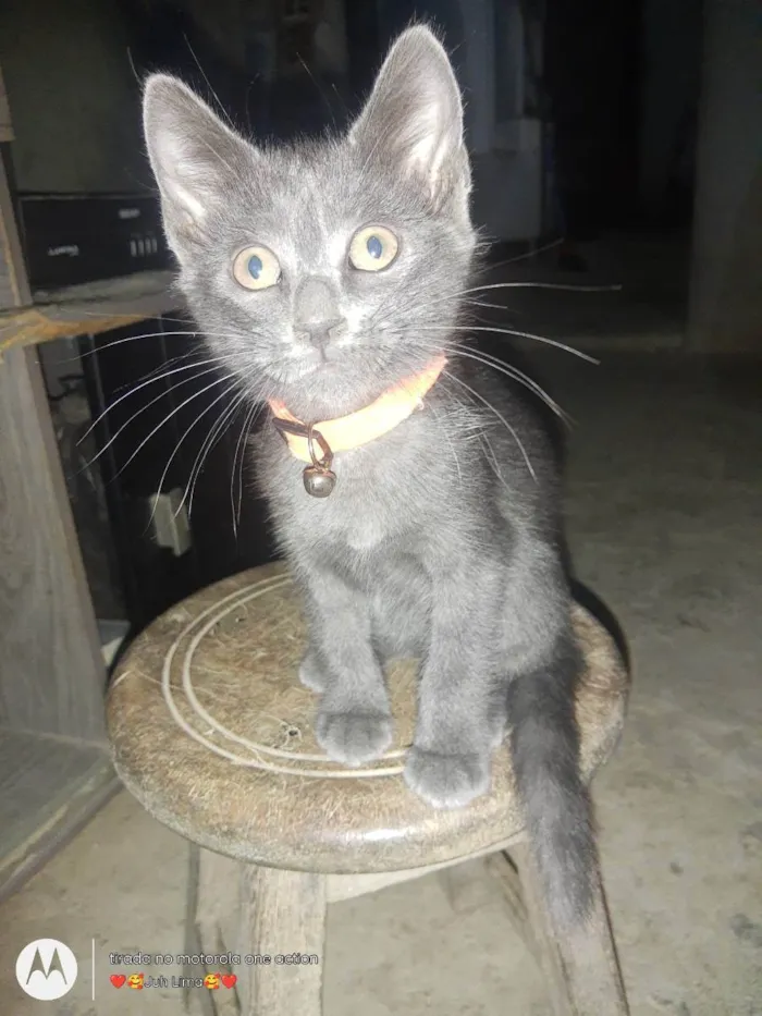 Gato ra a Não sei idade 2 a 6 meses nome Sem nome