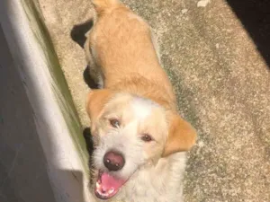 Cachorro raça  idade 2 a 6 meses nome Betouv