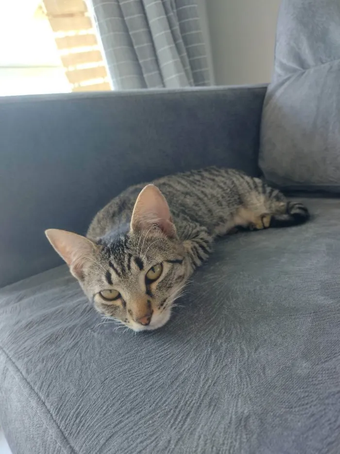 Gato ra a SRD idade 2 a 6 meses nome Júnior