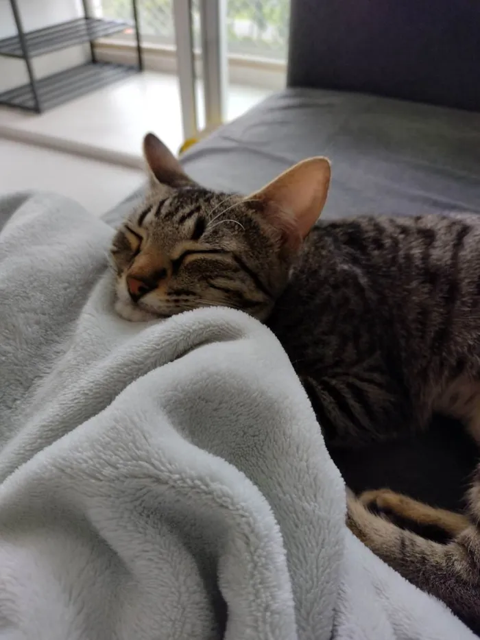 Gato ra a SRD idade 2 a 6 meses nome Júnior