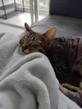 Júnior