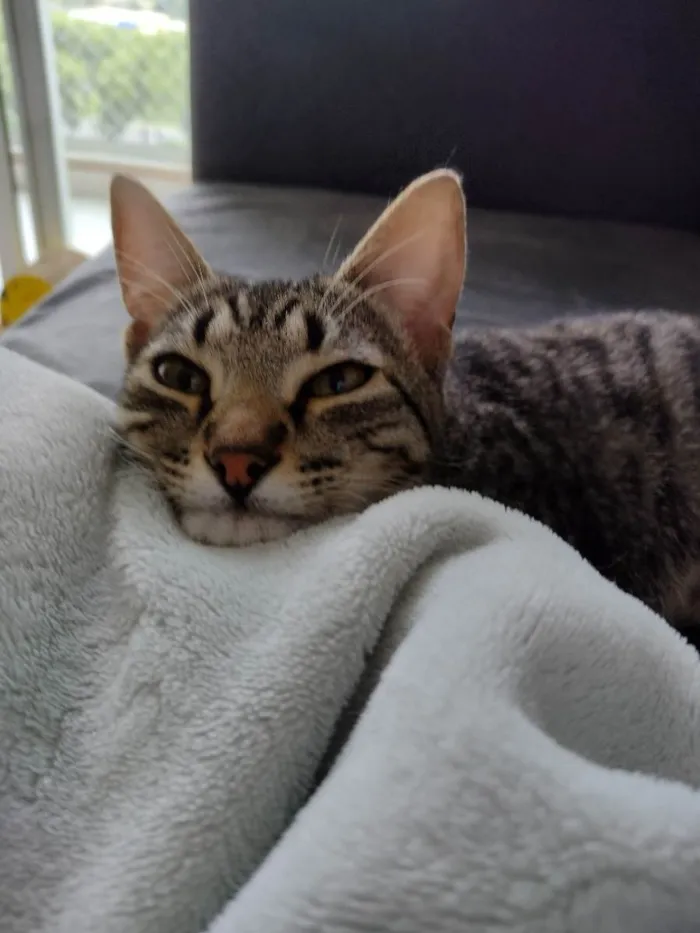 Gato ra a SRD idade 2 a 6 meses nome Júnior