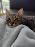 Júnior