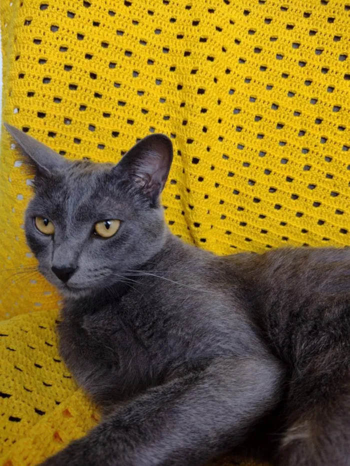 Gato ra a SRD idade 3 anos nome Gorete