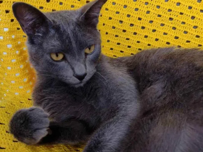 Gato ra a SRD idade 3 anos nome Gorete