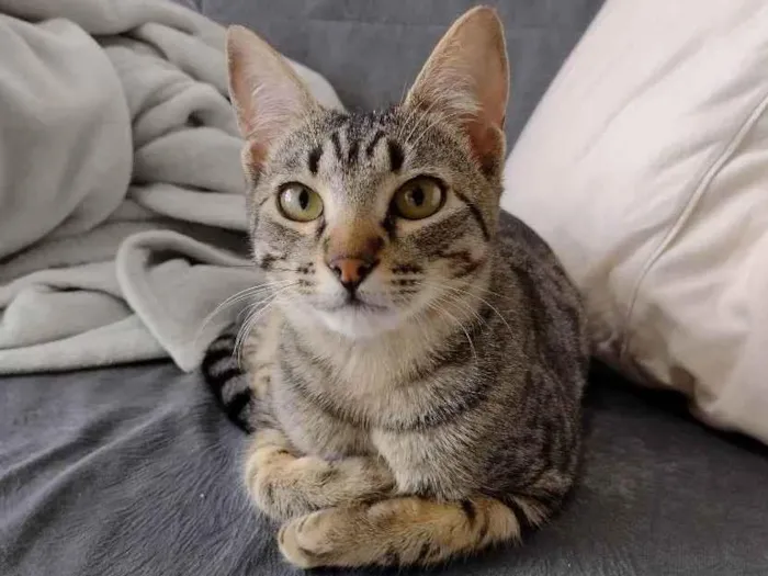 Gato ra a SRD idade 2 a 6 meses nome Júnior