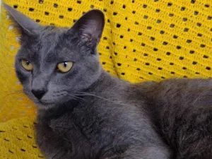 Gato raça SRD idade 3 anos nome Gorete