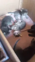 Gatinhos para adoção