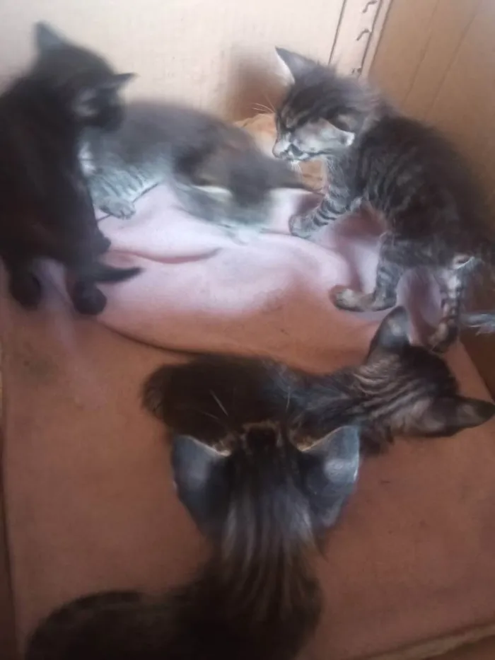 Gato raça gato idade Abaixo de 2 meses nome Gatinhos para adoção