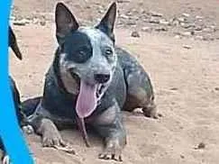 Cachorro ra a Blue heeler  idade 1 ano nome Rebeca 