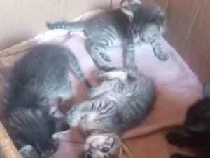 Gato raça gato idade Abaixo de 2 meses nome Gatinhos para adoção