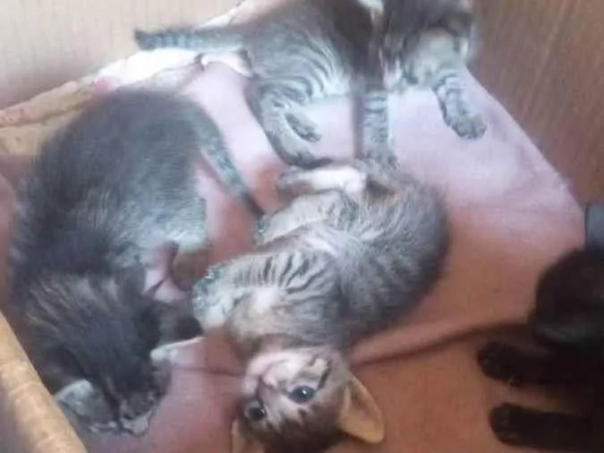 Gato raça gato idade Abaixo de 2 meses nome Gatinhos para adoção