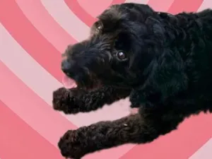 Cachorro raça Poodle  idade 1 ano nome Bob Poodle lindo 