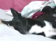 Bono