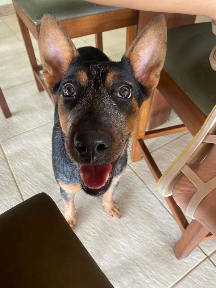 Cachorro raça Blue Heeler idade 7 a 11 meses nome Tita
