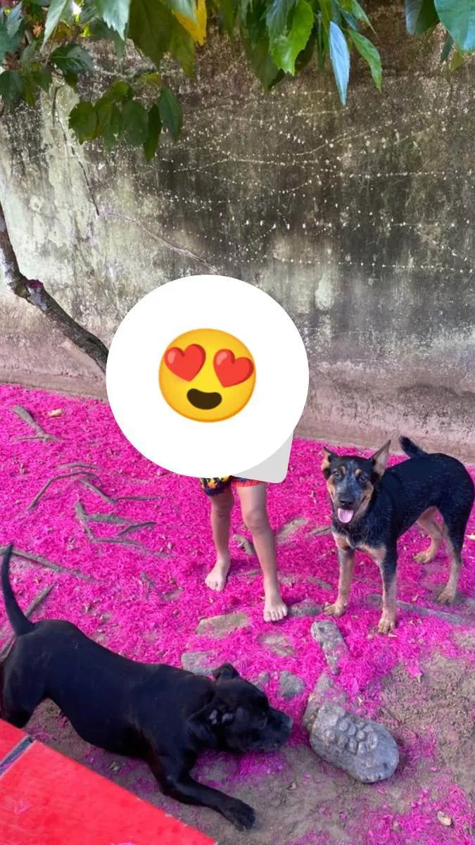 Cachorro raça Blue Heeler idade 7 a 11 meses nome Tita