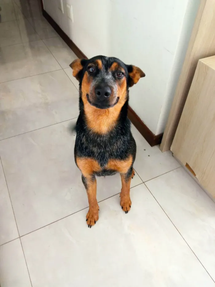 Cachorro raça Blue Heeler idade 7 a 11 meses nome Tita