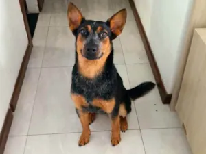 Cachorro raça Blue Heeler idade 7 a 11 meses nome Tita