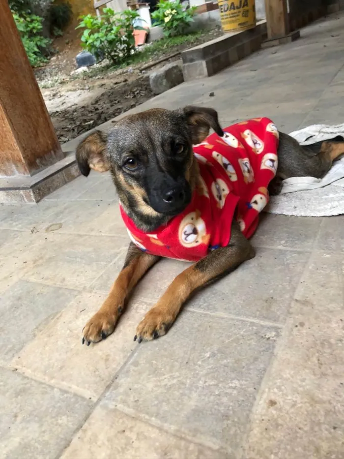 Cachorro ra a SRD idade 1 ano nome Belinha