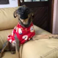 Belinha