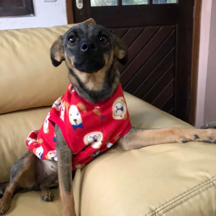 Cachorro ra a SRD idade 1 ano nome Belinha