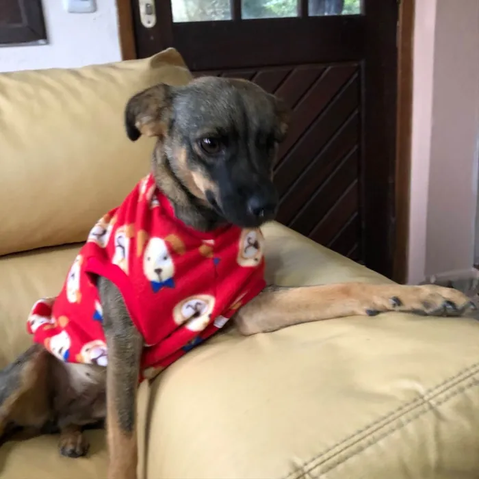 Cachorro ra a SRD idade 1 ano nome Belinha