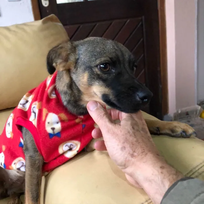 Cachorro ra a SRD idade 1 ano nome Belinha