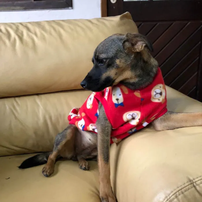 Cachorro ra a SRD idade 1 ano nome Belinha