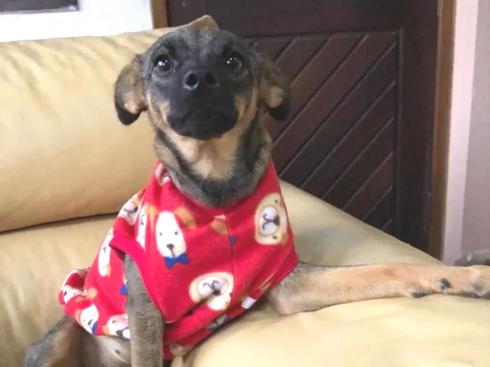 Cachorro ra a SRD idade 1 ano nome Belinha