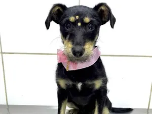 Cachorro raça Srd idade 2 a 6 meses nome Filó