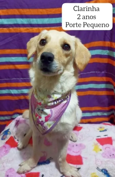Cachorro raça Srd idade 2 anos nome Clarinha