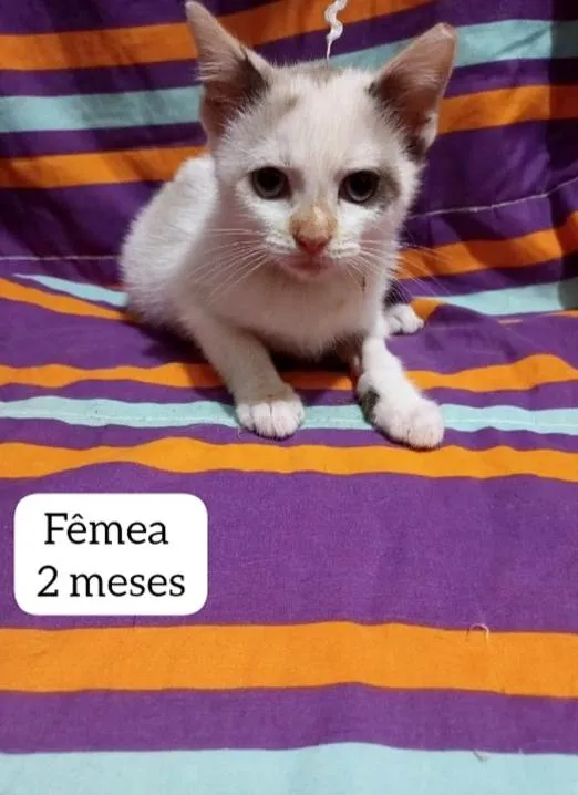 Gato raça Srd idade 2 a 6 meses nome Luli