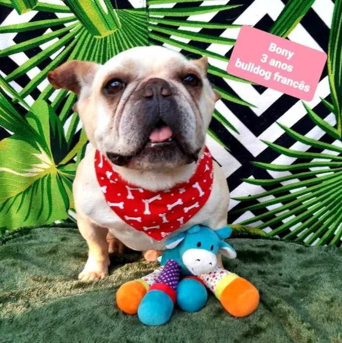 Cachorro raça Bulldog francês  idade 3 anos nome Bony