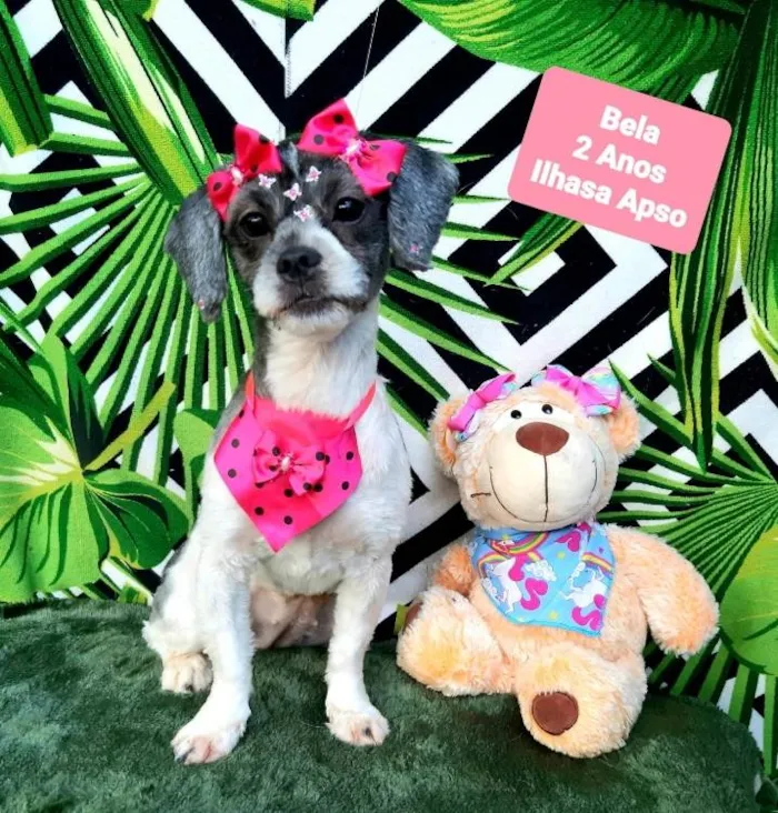 Cachorro raça Ilhasa apso  idade 2 anos nome Bela