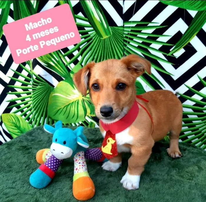 Cachorro raça Srd idade 2 a 6 meses nome Bob