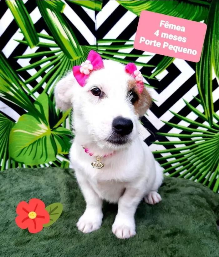 Cachorro raça Srd idade 2 a 6 meses nome Larissa